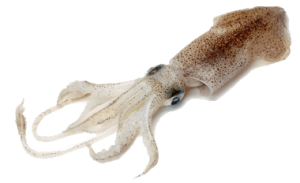 Squid PNG-47187